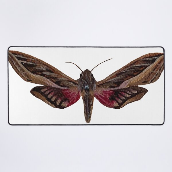 Item preview, silver striped hawk moth designed and sold by paintedpalette3.