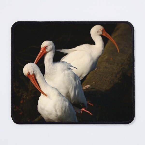 Item preview, Three White Ibis Birds designed and sold by utakloss.