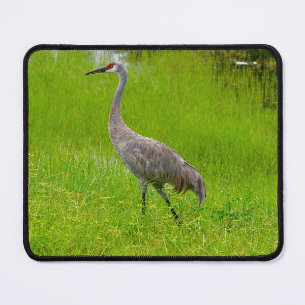 Item preview, Strolling Sandhill Crane designed and sold by CLSArtistries.