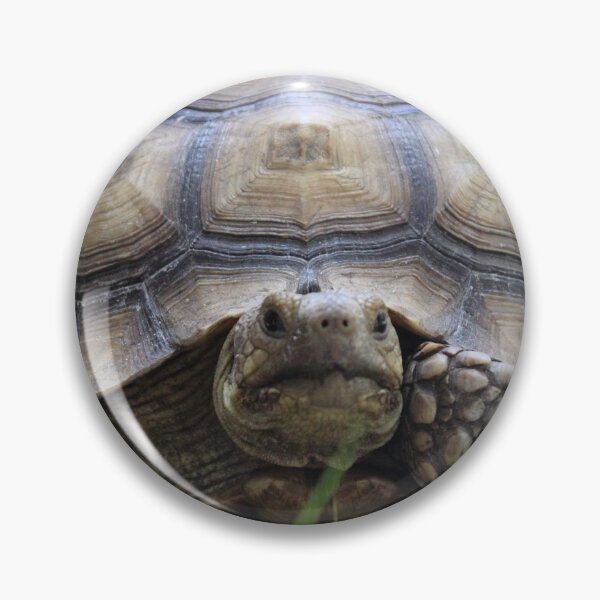 Item preview, Grazing Gopher Tortoise designed and sold by CLSArtistries.