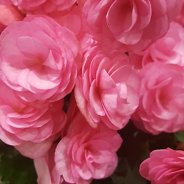 Artwork thumbnail, Pink Ranunculus by EmmaLilStudio