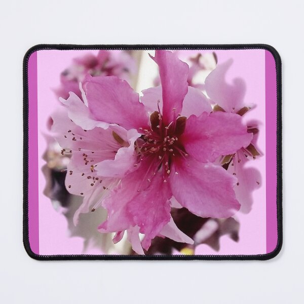 Item preview, Pink Apricot bloom photo by Iritof designed and sold by iritof.