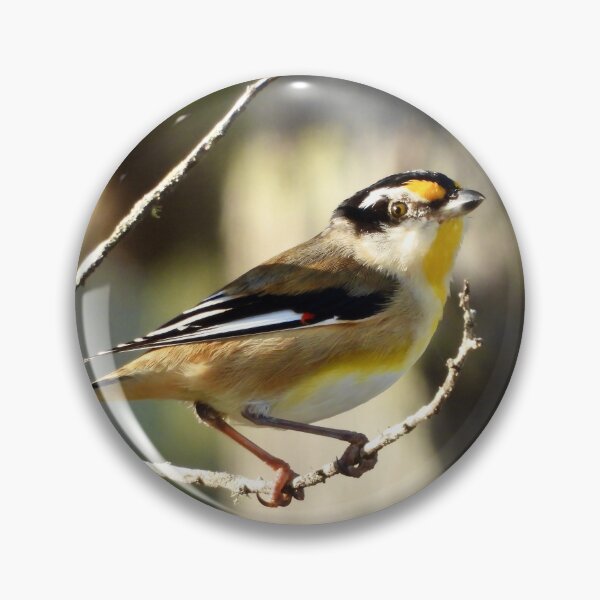Item preview, Striated Pardalote Dundowran Beach designed and sold by Mark Grimsley.