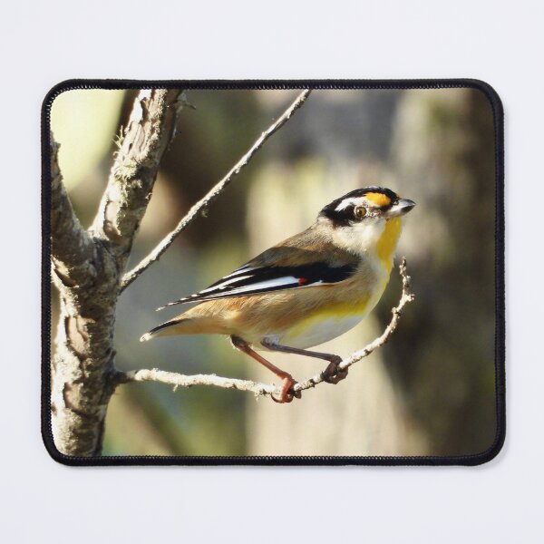 Item preview, Striated Pardalote Dundowran Beach designed and sold by Mark Grimsley.