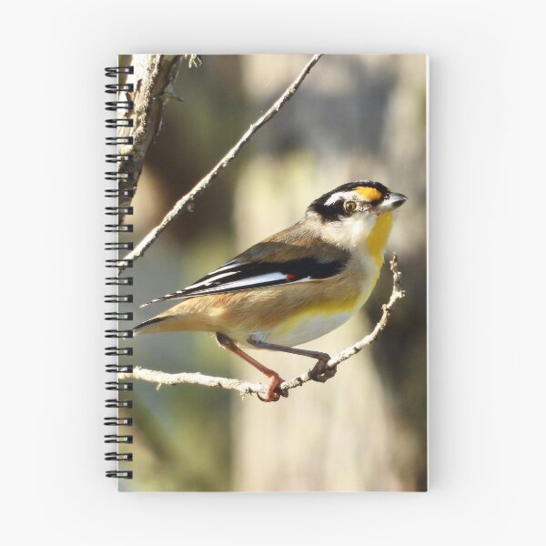 Item preview, Striated Pardalote Dundowran Beach designed and sold by Mark Grimsley.