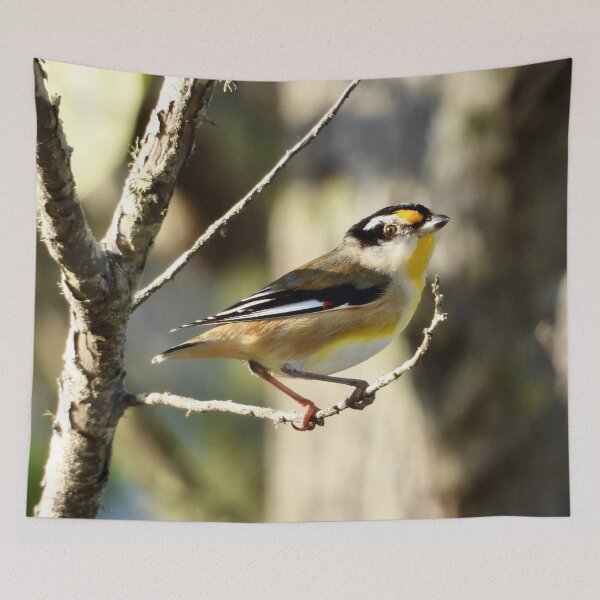 Item preview, Striated Pardalote Dundowran Beach designed and sold by Mark Grimsley.