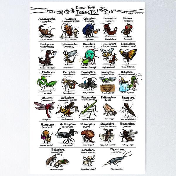 Item preview, Illustrated Guide to Insects designed and sold by KetrinaDrawsALot.