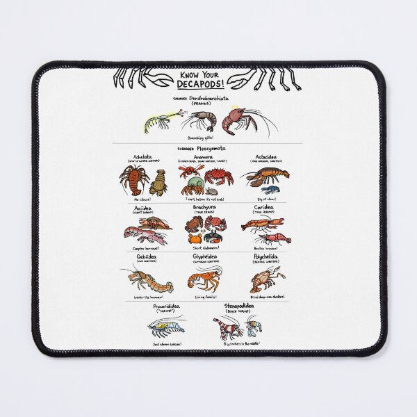 Item preview, Illustrated Guide to Decapod Crustaceans designed and sold by KetrinaDrawsALot.