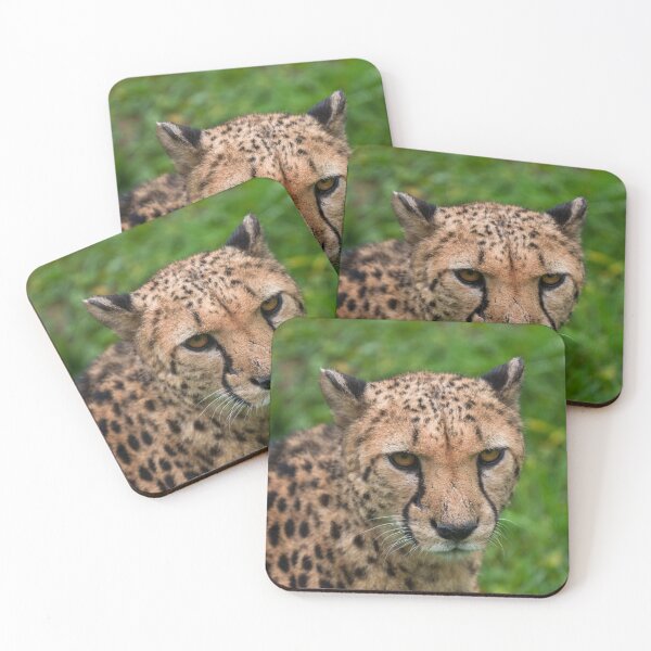 Item preview, Cheetah's Intense Gaze designed and sold by rawshutterbug.