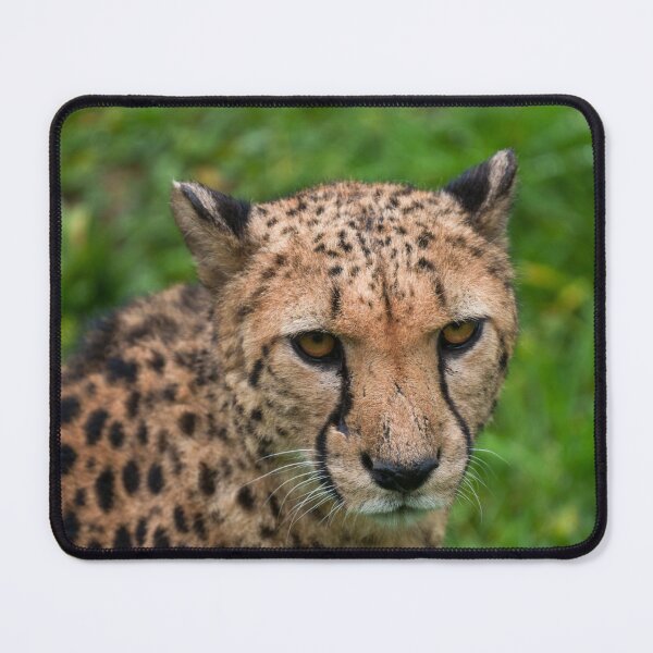 Item preview, Cheetah's Intense Gaze designed and sold by rawshutterbug.