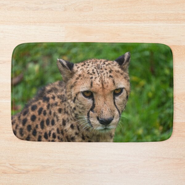 Item preview, Cheetah's Intense Gaze designed and sold by rawshutterbug.