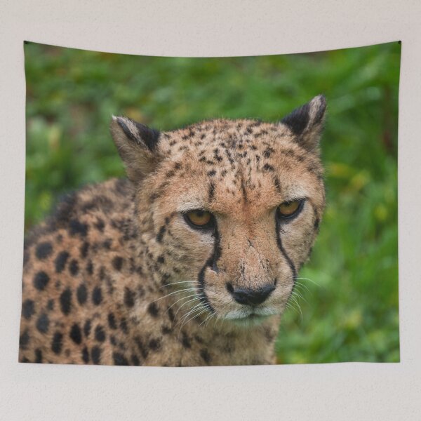 Item preview, Cheetah's Intense Gaze designed and sold by rawshutterbug.