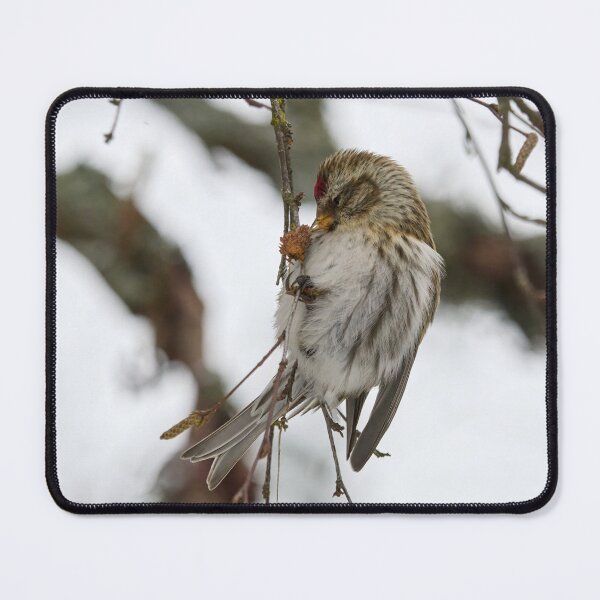 Item preview, Kiss. Mealy redpoll designed and sold by Jouko Lehto Photography.