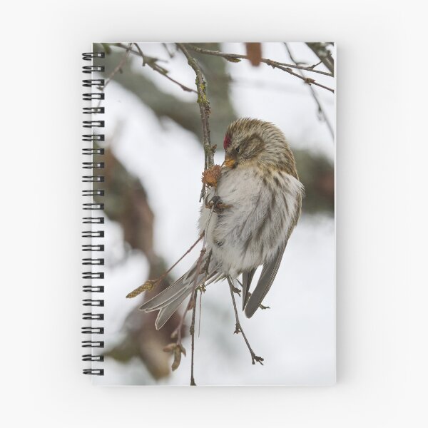 Item preview, Kiss. Mealy redpoll designed and sold by Jouko Lehto Photography.