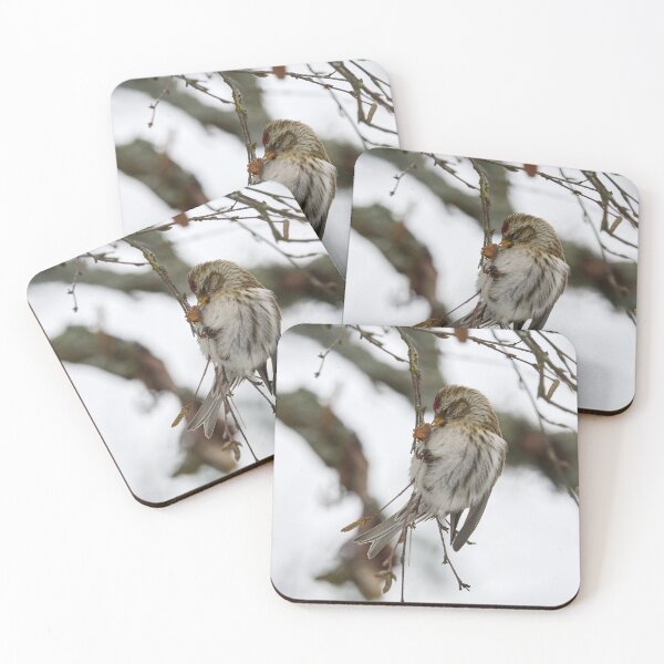Item preview, Kiss. Mealy redpoll designed and sold by Jouko Lehto Photography.
