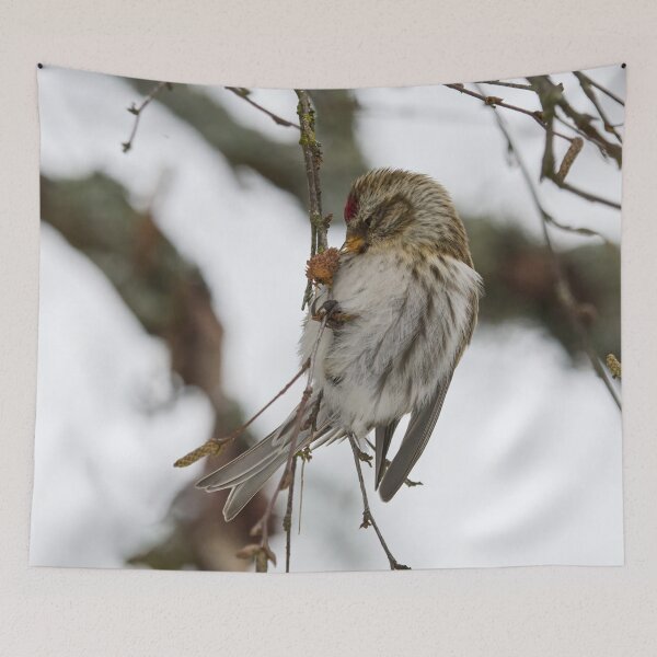 Item preview, Kiss. Mealy redpoll designed and sold by Jouko Lehto Photography.