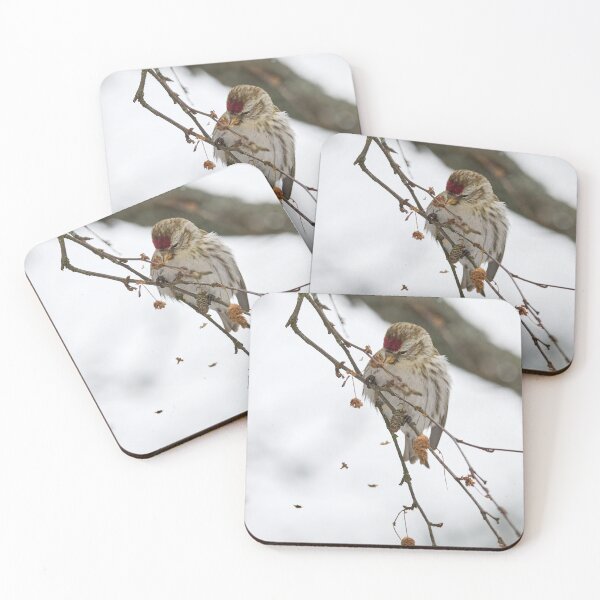 Item preview, Spreading the seeds. Mealy redpoll designed and sold by Jouko Lehto Photography.