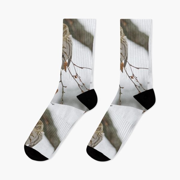 Item preview, Spreading the seeds. Mealy redpoll designed and sold by Jouko Lehto Photography.