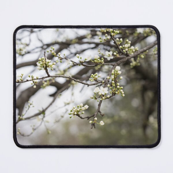 Item preview, Spring is Coming - First Blossoms Open on a Plum Tree designed and sold by Georgia Mizuleva.
