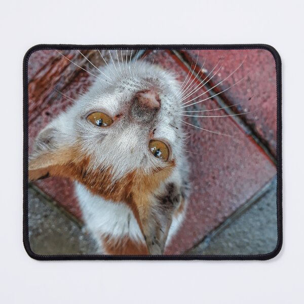 Item preview, Kitty gaze designed and sold by gethiraved.