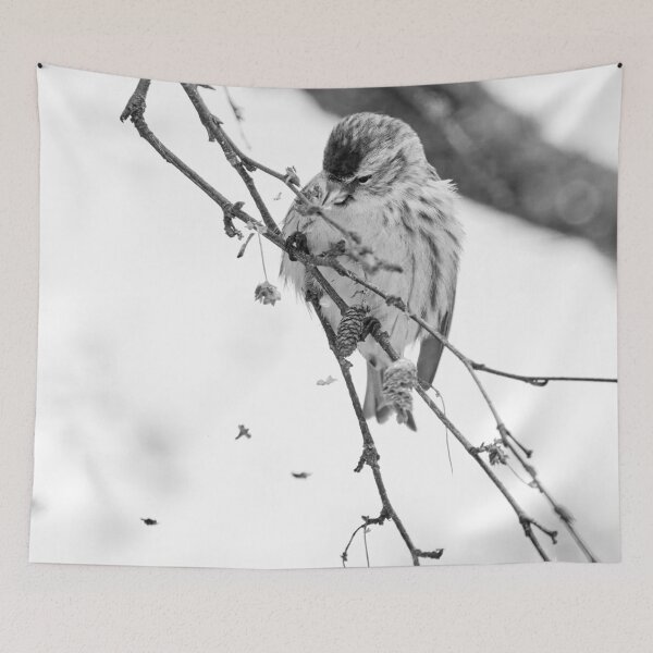 Item preview, Spreading the seeds. Mealy redpoll bw designed and sold by Jouko Lehto Photography.