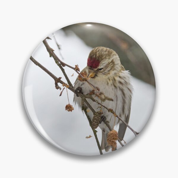 Item preview, Spreading the seeds. Mealy redpoll designed and sold by Jouko Lehto Photography.