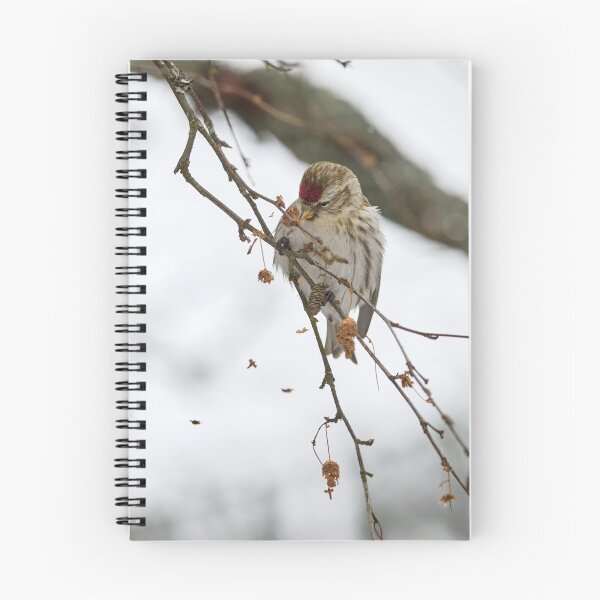 Item preview, Spreading the seeds. Mealy redpoll designed and sold by Jouko Lehto Photography.