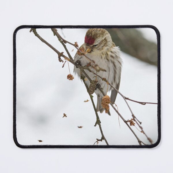 Item preview, Spreading the seeds. Mealy redpoll designed and sold by Jouko Lehto Photography.