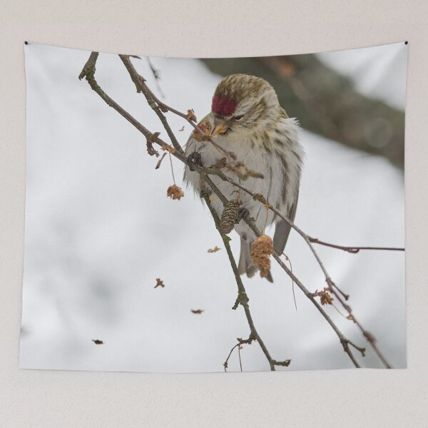 Item preview, Spreading the seeds. Mealy redpoll designed and sold by Jouko Lehto Photography.