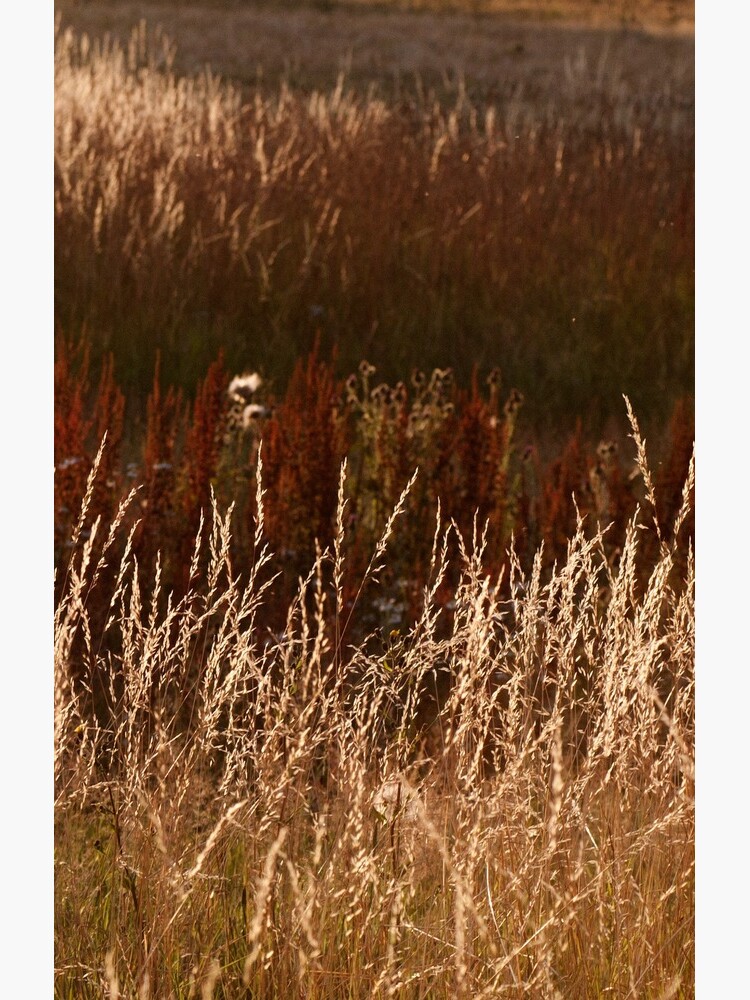 Autumn grasses by ColourCottage