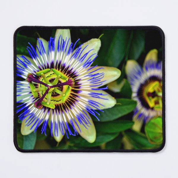 Item preview, Passion Flower Summer Flowering Plant designed and sold by AndyEvansPhotos.