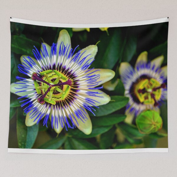 Item preview, Passion Flower Summer Flowering Plant designed and sold by AndyEvansPhotos.
