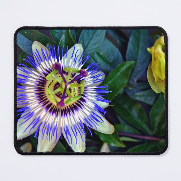 Item preview, Passion Flower Summer Flowering Plant designed and sold by AndyEvansPhotos.