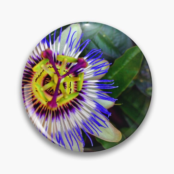 Item preview, Passion Flower Summer Flowering Plant designed and sold by AndyEvansPhotos.