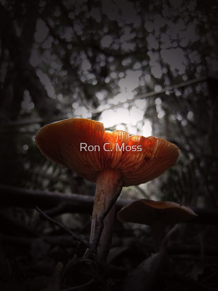 Lift by ronmoss