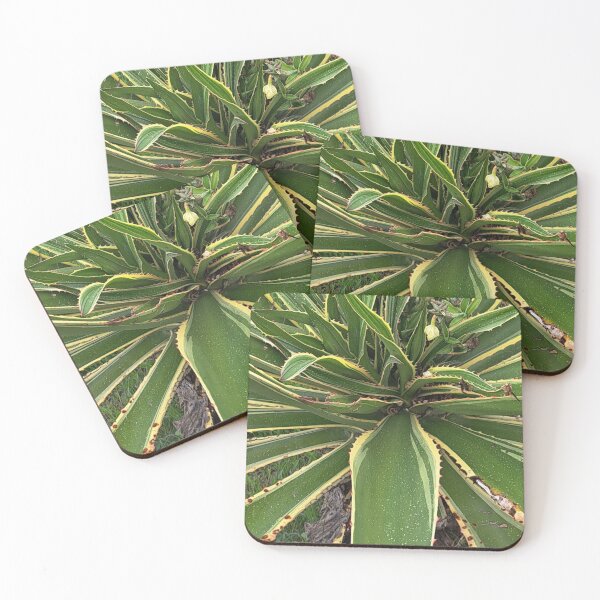 Item preview, Aloe Vera like green star from mamora beach Alexandria designed and sold by sadeek1021953Ss.