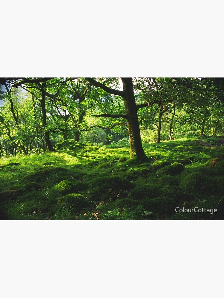 Into the green by ColourCottage
