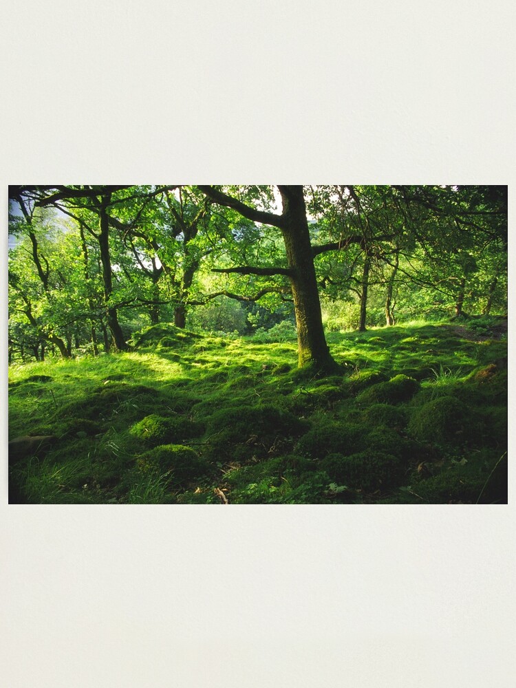 Alternate view of Into the green Photographic Print