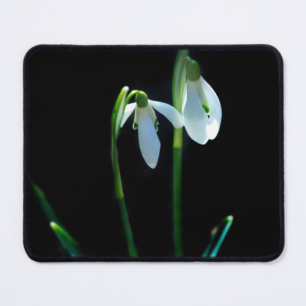 Item preview, White snowdrops on black background designed and sold by olena2552.