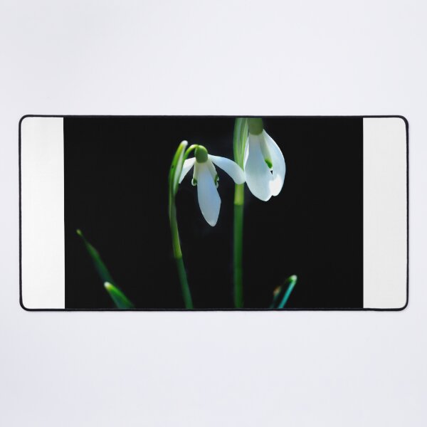 Item preview, White snowdrops on black background designed and sold by olena2552.