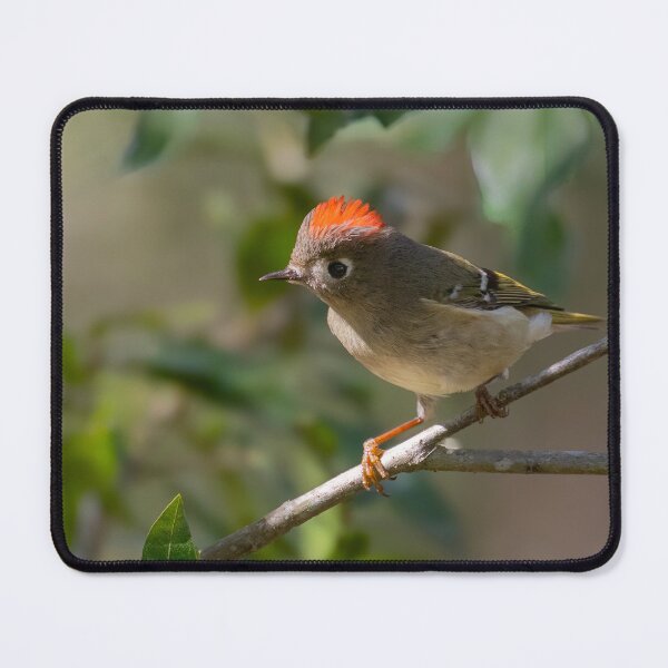 Item preview, Ruby Crowned Kinglet designed and sold by Nicole  Markmann Nelson.