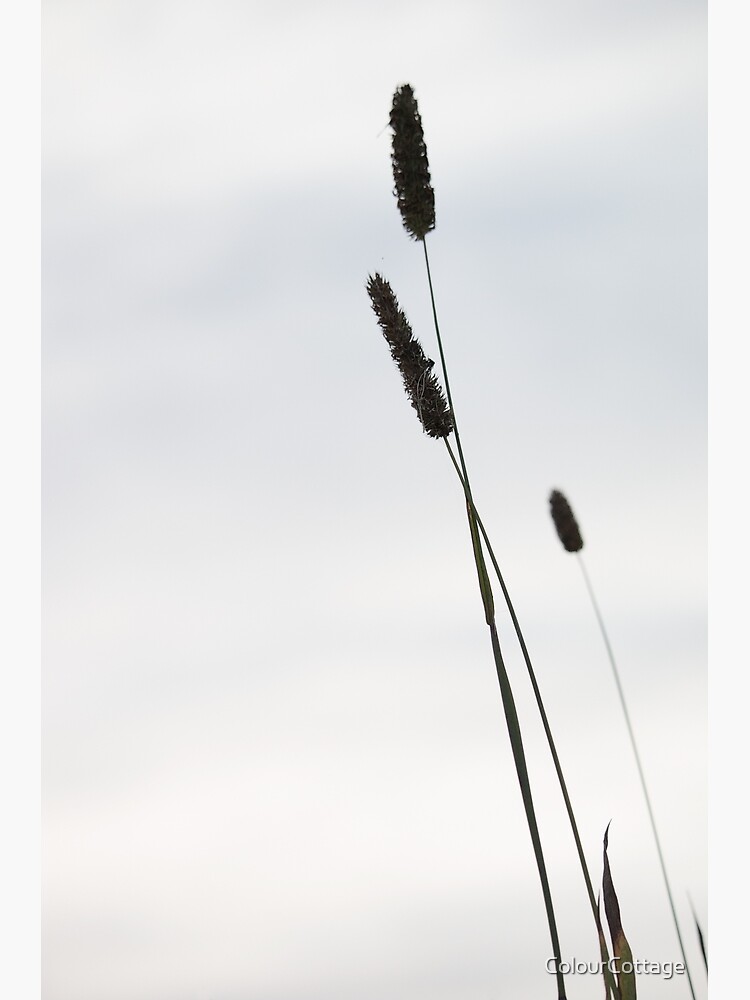 Grasses 1 by ColourCottage