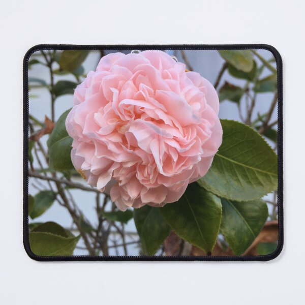 Item preview, Pink Camelia in bloom designed and sold by ClaudiasCousin.