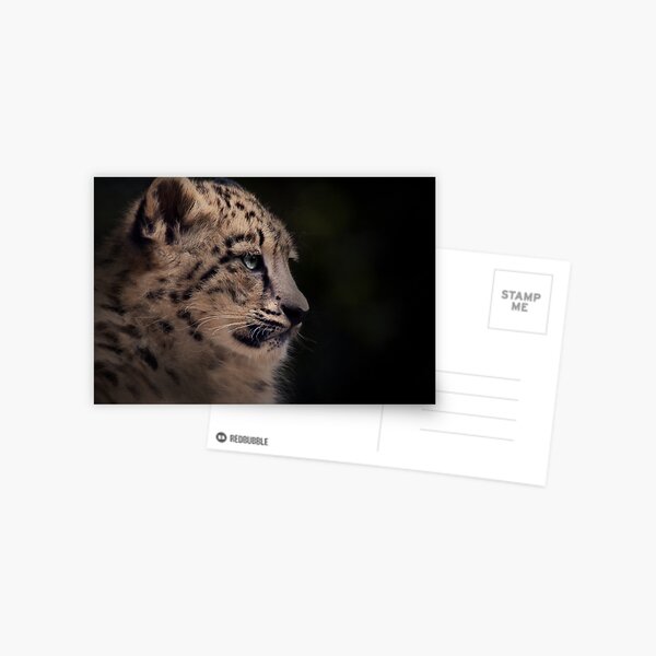 Snow Leopard Postcard