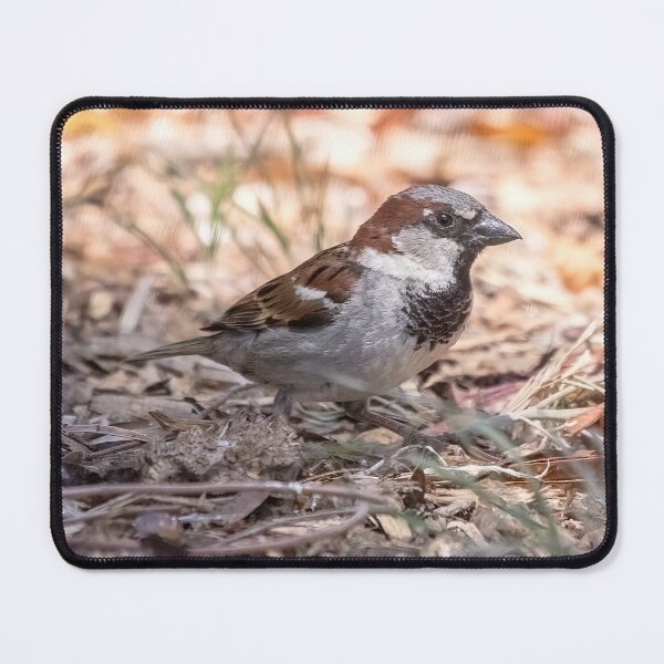 Item preview, Male House Sparrow designed and sold by CarolM.