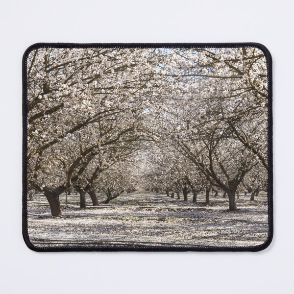 Item preview, Almond Blossom in Modesto, Stanislaus County, California. designed and sold by yhelfman.