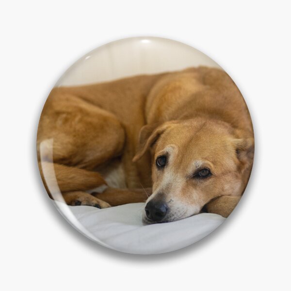 Item preview, cute dog on bed designed and sold by Cannanvisual7.