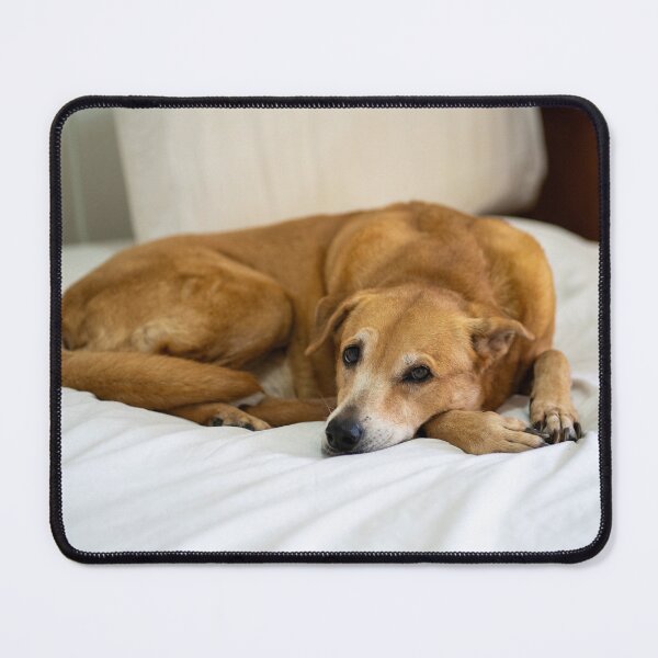 Item preview, cute dog on bed designed and sold by Cannanvisual7.