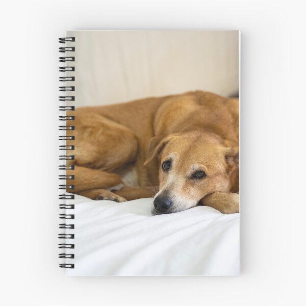 Item preview, cute dog on bed designed and sold by Cannanvisual7.
