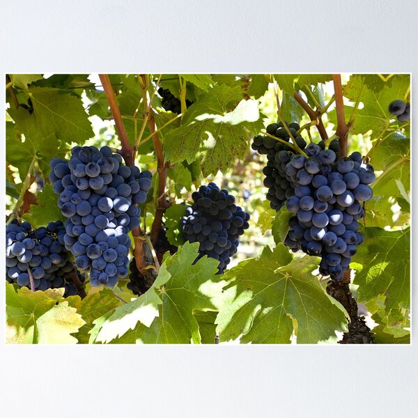 Item preview, Burgundy grapes on the vine designed and sold by Kevin Hayden.